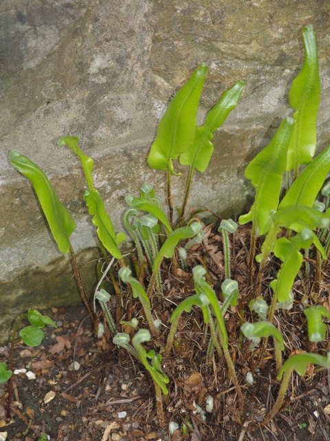 Asplenium scolopendrium